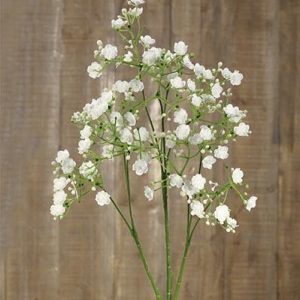 Gypsophila elegans pequeñas flores blancas